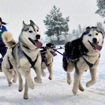 Їздові собаки (32 фото): огляд північних і чукотських, камчатських, сибірських та інших їздових порід собак. Як їх навчають і дресирують?