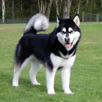 Їздові собаки (32 фото): огляд північних і чукотських, камчатських, сибірських та інших їздових порід собак. Як їх навчають і дресирують?