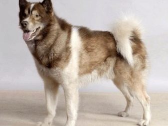 Їздові собаки (32 фото): огляд північних і чукотських, камчатських, сибірських та інших їздових порід собак. Як їх навчають і дресирують?