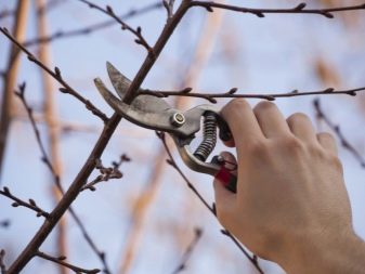 Зелені папуги: особливості породи, правила утримання великих папуг зеленого кольору, відгуки власників