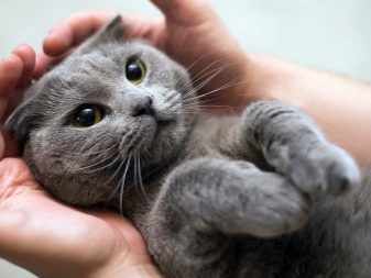 Злі кішки: опис найбільш агресивних порід котів у світі. Як з ними ужитися?