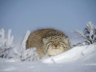 Злі кішки: опис найбільш агресивних порід котів у світі. Як з ними ужитися?