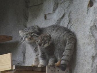 Злі кішки: опис найбільш агресивних порід котів у світі. Як з ними ужитися?