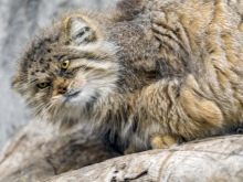 Злі кішки: опис найбільш агресивних порід котів у світі. Як з ними ужитися?