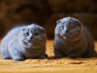 Злі кішки: опис найбільш агресивних порід котів у світі. Як з ними ужитися?