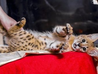 Злі кішки: опис найбільш агресивних порід котів у світі. Як з ними ужитися?