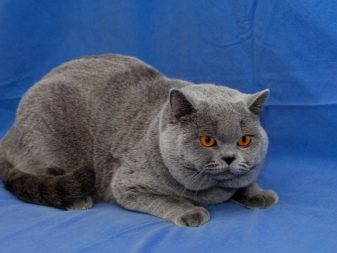 Злі кішки: опис найбільш агресивних порід котів у світі. Як з ними ужитися?