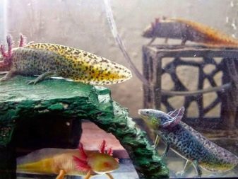 Зміст аксолотля (16 фото): догляд в домашніх умовах. З якими рибами можна утримувати в акваріумі?