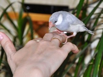 Зміст амадинов (17 фото): правила догляду за птахами в домашніх умовах. Як доглядати за потомством при їх розведенні?