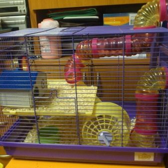 Зміст сирійського хом’яка в домашніх умовах (23 фото): якого розміру потрібна клітка для правильного змісту короткошерстих хом’ячків?