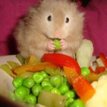 Зміст сирійського хом’яка в домашніх умовах (23 фото): якого розміру потрібна клітка для правильного змісту короткошерстих хом’ячків?