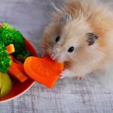 Зміст сирійського хом’яка в домашніх умовах (23 фото): якого розміру потрібна клітка для правильного змісту короткошерстих хом’ячків?