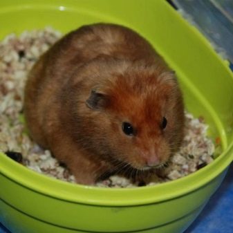 Зміст сирійського хом’яка в домашніх умовах (23 фото): якого розміру потрібна клітка для правильного змісту короткошерстих хом’ячків?