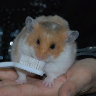 Зміст сирійського хом’яка в домашніх умовах (23 фото): якого розміру потрібна клітка для правильного змісту короткошерстих хом’ячків?