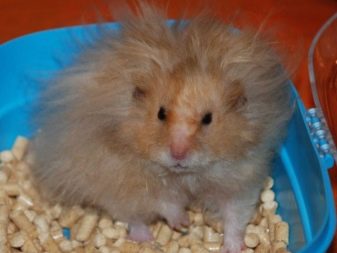 Зміст сирійського хом’яка в домашніх умовах (23 фото): якого розміру потрібна клітка для правильного змісту короткошерстих хом’ячків?