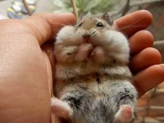 Зміст сирійського хом’яка в домашніх умовах (23 фото): якого розміру потрібна клітка для правильного змісту короткошерстих хом’ячків?