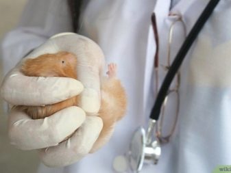 Зміст сирійського хом’яка в домашніх умовах (23 фото): якого розміру потрібна клітка для правильного змісту короткошерстих хом’ячків?