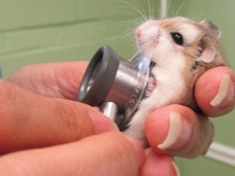 Зміст сирійського хом’яка в домашніх умовах (23 фото): якого розміру потрібна клітка для правильного змісту короткошерстих хом’ячків?