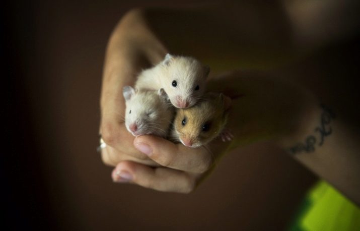 Зміст сирійського хом’яка в домашніх умовах (23 фото): якого розміру потрібна клітка для правильного змісту короткошерстих хом’ячків?