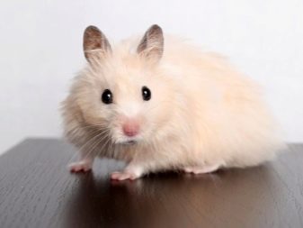 Зміст сирійського хом’яка в домашніх умовах (23 фото): якого розміру потрібна клітка для правильного змісту короткошерстих хом’ячків?