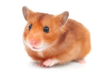 Зміст сирійського хом’яка в домашніх умовах (23 фото): якого розміру потрібна клітка для правильного змісту короткошерстих хом’ячків?