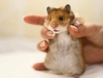 Зміст сирійського хом’яка в домашніх умовах (23 фото): якого розміру потрібна клітка для правильного змісту короткошерстих хом’ячків?