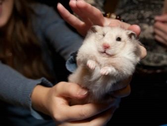 Зміст сирійського хом’яка в домашніх умовах (23 фото): якого розміру потрібна клітка для правильного змісту короткошерстих хом’ячків?