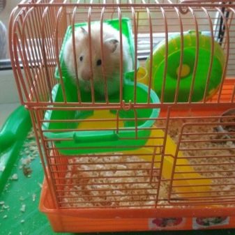 Зміст сирійського хом’яка в домашніх умовах (23 фото): якого розміру потрібна клітка для правильного змісту короткошерстих хом’ячків?