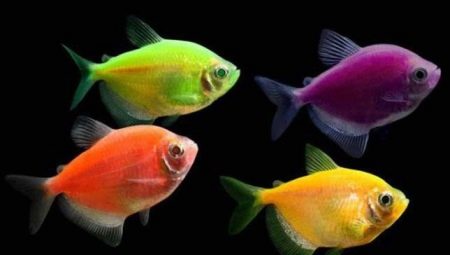 Зміст тернеции (12 фото): догляд за простими, кольоровими і флуоресцентними акваріумними рибками в домашніх умовах, необхідна температура