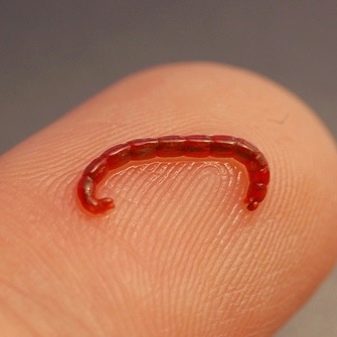 Зміст тернеции (12 фото): догляд за простими, кольоровими і флуоресцентними акваріумними рибками в домашніх умовах, необхідна температура