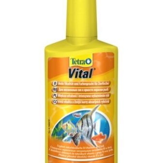 Зміст тернеции (12 фото): догляд за простими, кольоровими і флуоресцентними акваріумними рибками в домашніх умовах, необхідна температура