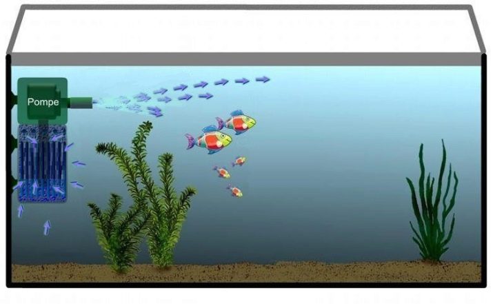 Зміст тернеции (12 фото): догляд за простими, кольоровими і флуоресцентними акваріумними рибками в домашніх умовах, необхідна температура