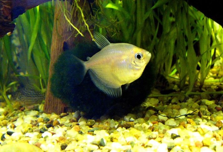 Зміст тернеции (12 фото): догляд за простими, кольоровими і флуоресцентними акваріумними рибками в домашніх умовах, необхідна температура