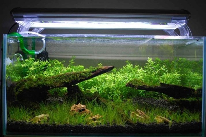Зміст тернеции (12 фото): догляд за простими, кольоровими і флуоресцентними акваріумними рибками в домашніх умовах, необхідна температура
