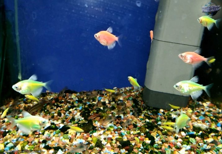 Зміст тернеции (12 фото): догляд за простими, кольоровими і флуоресцентними акваріумними рибками в домашніх умовах, необхідна температура