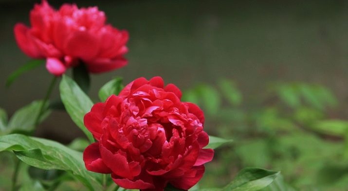 Значення квітки півонії: що символізує картина з піонами по феншуй? Чи вони сприяють заміжжя жінки?