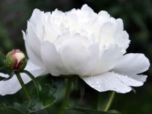 Значення квітки півонії: що символізує картина з піонами по феншуй? Чи вони сприяють заміжжя жінки?