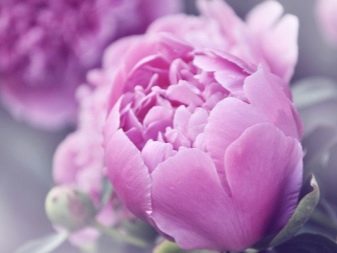 Значення квітки півонії: що символізує картина з піонами по феншуй? Чи вони сприяють заміжжя жінки?