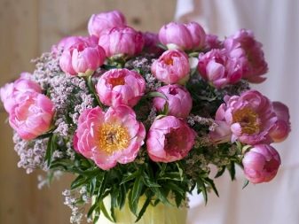 Значення квітки півонії: що символізує картина з піонами по феншуй? Чи вони сприяють заміжжя жінки?