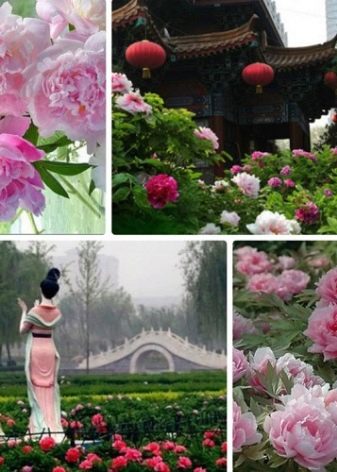 Значення квітки півонії: що символізує картина з піонами по феншуй? Чи вони сприяють заміжжя жінки?