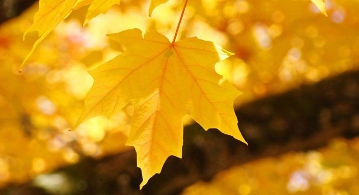 Значення жовтого кольору: як характеризується в психології людини і що символізує в одязі жінки?