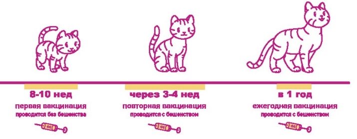 Золота британська шиншила (23 фото): опис шиншилових британців, характер золотистих кішок і котів. Довгошерсті і короткошерсті кошенята