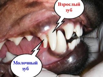 Зуби у собаки: які вони і яким має бути їх кількість? Догляд за корінними зубами в домашніх умовах. Коли вони з’являються у цуценят?