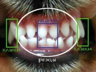 Зуби у собаки: які вони і яким має бути їх кількість? Догляд за корінними зубами в домашніх умовах. Коли вони з’являються у цуценят?